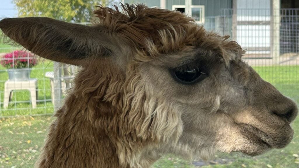 Alpacas Near Eau Claire WI: Meet These Friendly Animals and Visit the Farm Store 1 Alpaca Hero Image Cropped to 16 x 9 1200 x 675 80q 146kb