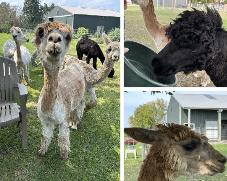 Alpacas Near Eau Claire WI: Meet These Friendly Animals and Visit the Farm Store 3 A three photo collage of close ups of alpaca faces with one that is light brown, one that is black, and one that is medium brown.