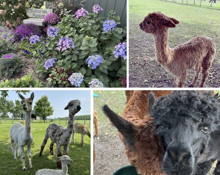 Alpacas Near Eau Claire WI: Meet These Friendly Animals and Visit the Farm Store 2 A four photo collage with a beautiful flower garden around a sign that reads Justorian Alpacas in the top left, a vertical shot of a medium brown baby alpaca, then a close up of the face of a black alpaca, and finally a picture of two standing alpacas and a white baby alpaca lying down in the field.