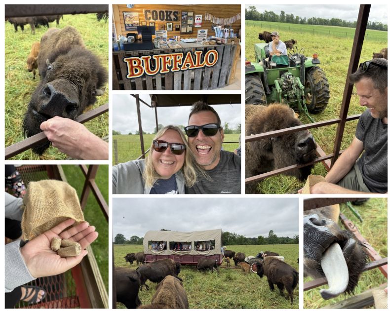 Collage of a visit to Cook’s Bison Ranch in Wolcottville, Indiana, showing visitors feeding bison from a covered wagon, a close-up of a bison eating, a tractor pulling the wagon through a pasture, the ranch storefront, and guests enjoying the bison feeding experience.