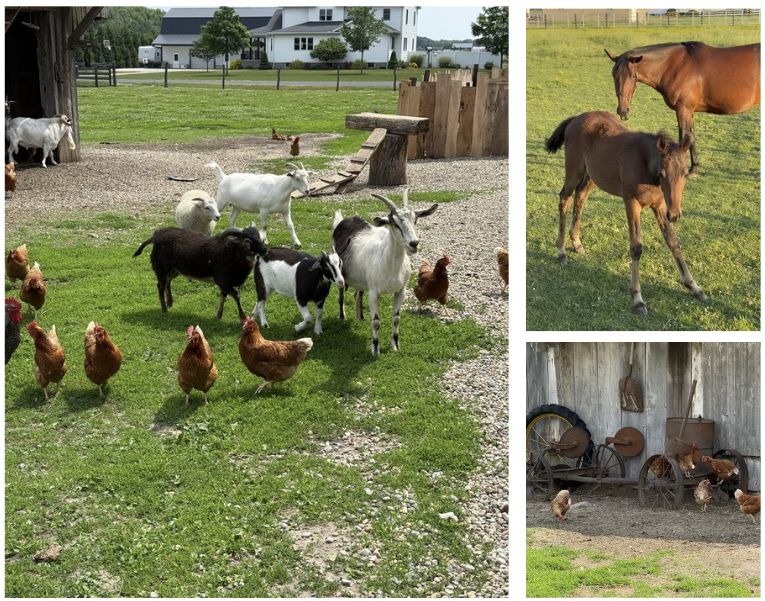 Ultimate Things to Do in Shipshewana Guide 6 Three-photo collage of farm animals in the Shipshewana countryside. Images show goats and chickens roaming a farmyard, a mare with her foal in a grassy pasture, and chickens near antique farm equipment outside a rustic barn.