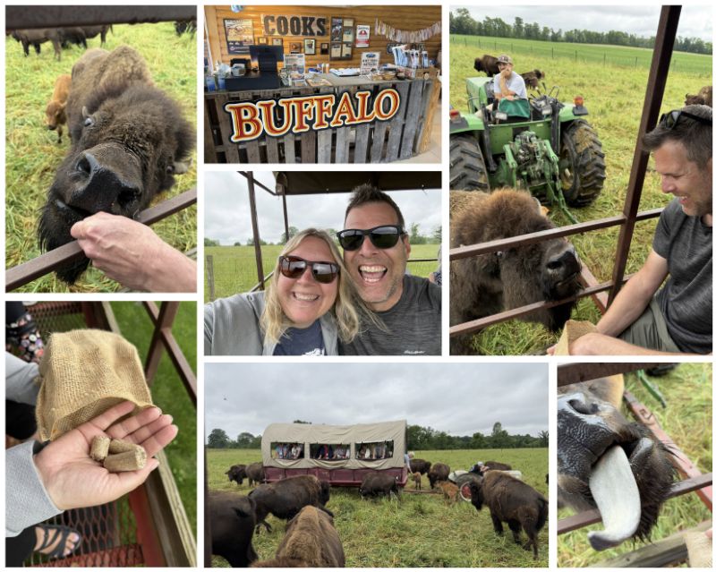 Collage of a visit to Cook’s Bison Ranch in Wolcottville, Indiana, showing visitors feeding bison from a covered wagon, a close-up of a bison eating, a tractor pulling the wagon through a pasture, the ranch storefront, and guests enjoying the bison feeding experience.
