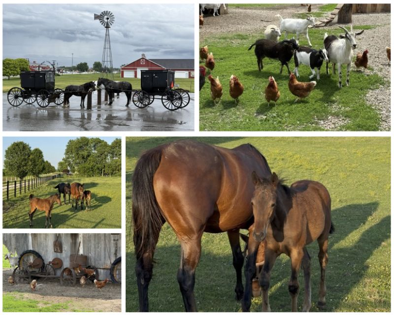 A collage of five photos showing horses, including some babies, chickens, and goats around Shipshewana.